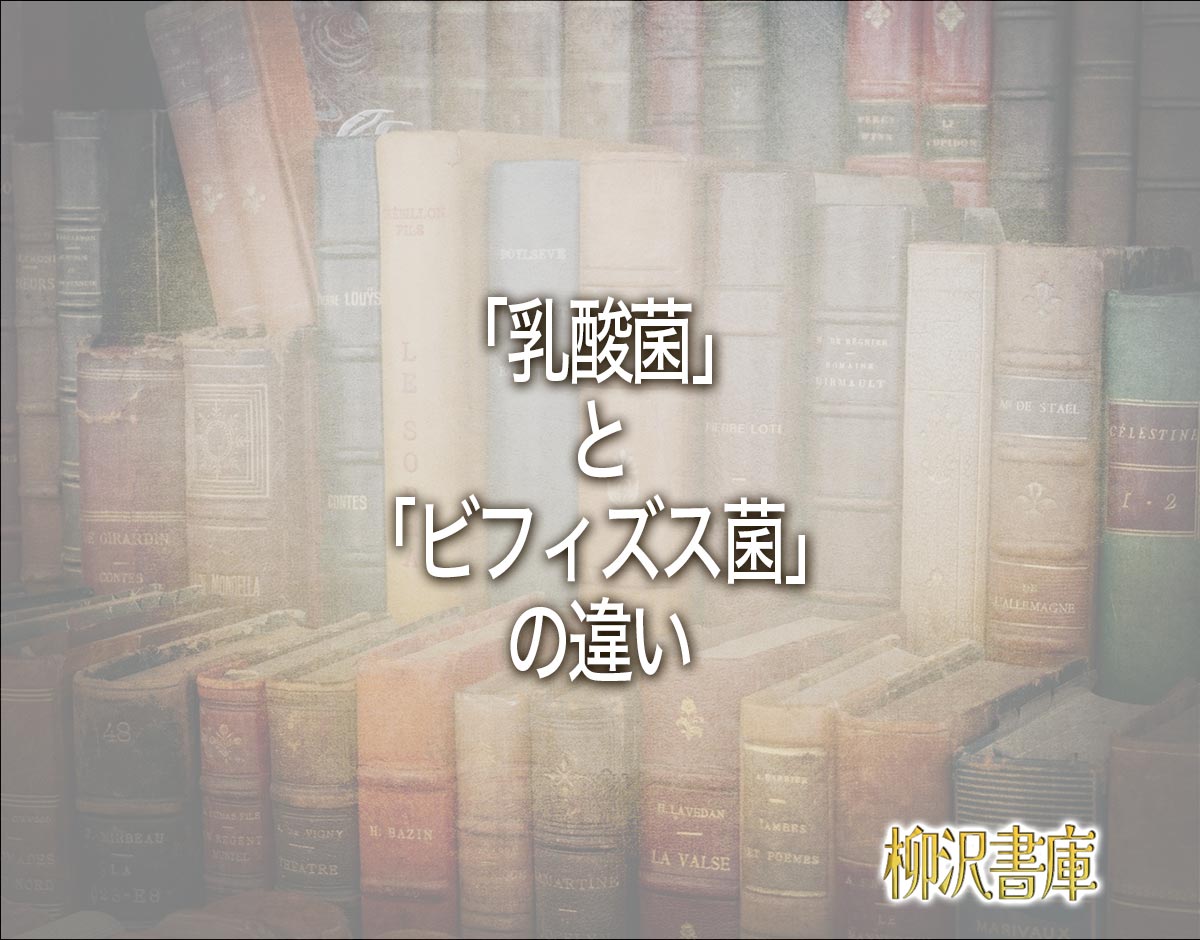 「乳酸菌」と「ビフィズス菌」の違いとは？