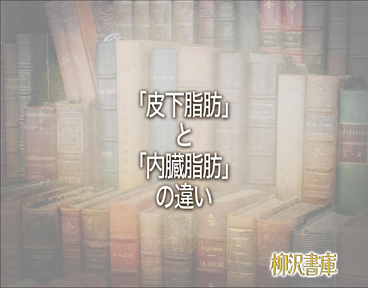 「皮下脂肪」と「内臓脂肪」の違いとは？